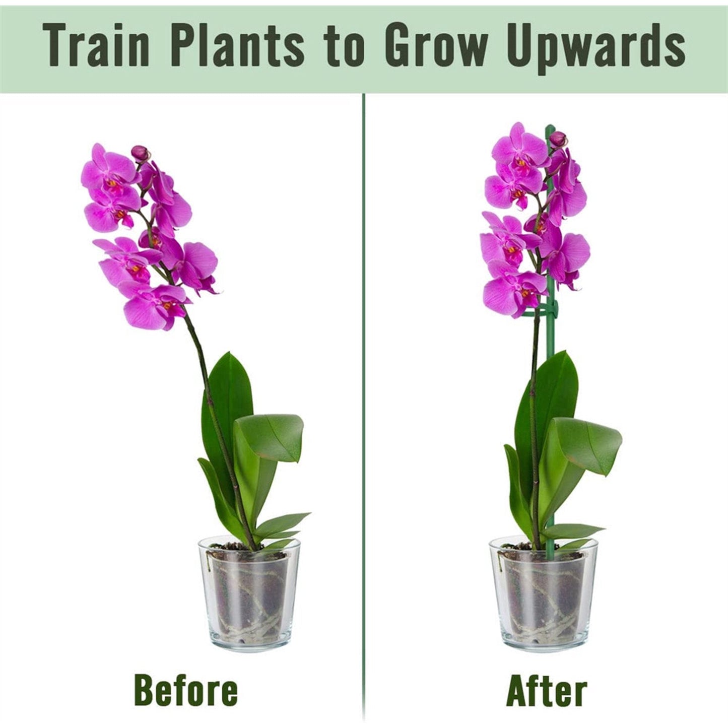 PlantSupport - Plante Vekst Støtte Sett Stativ